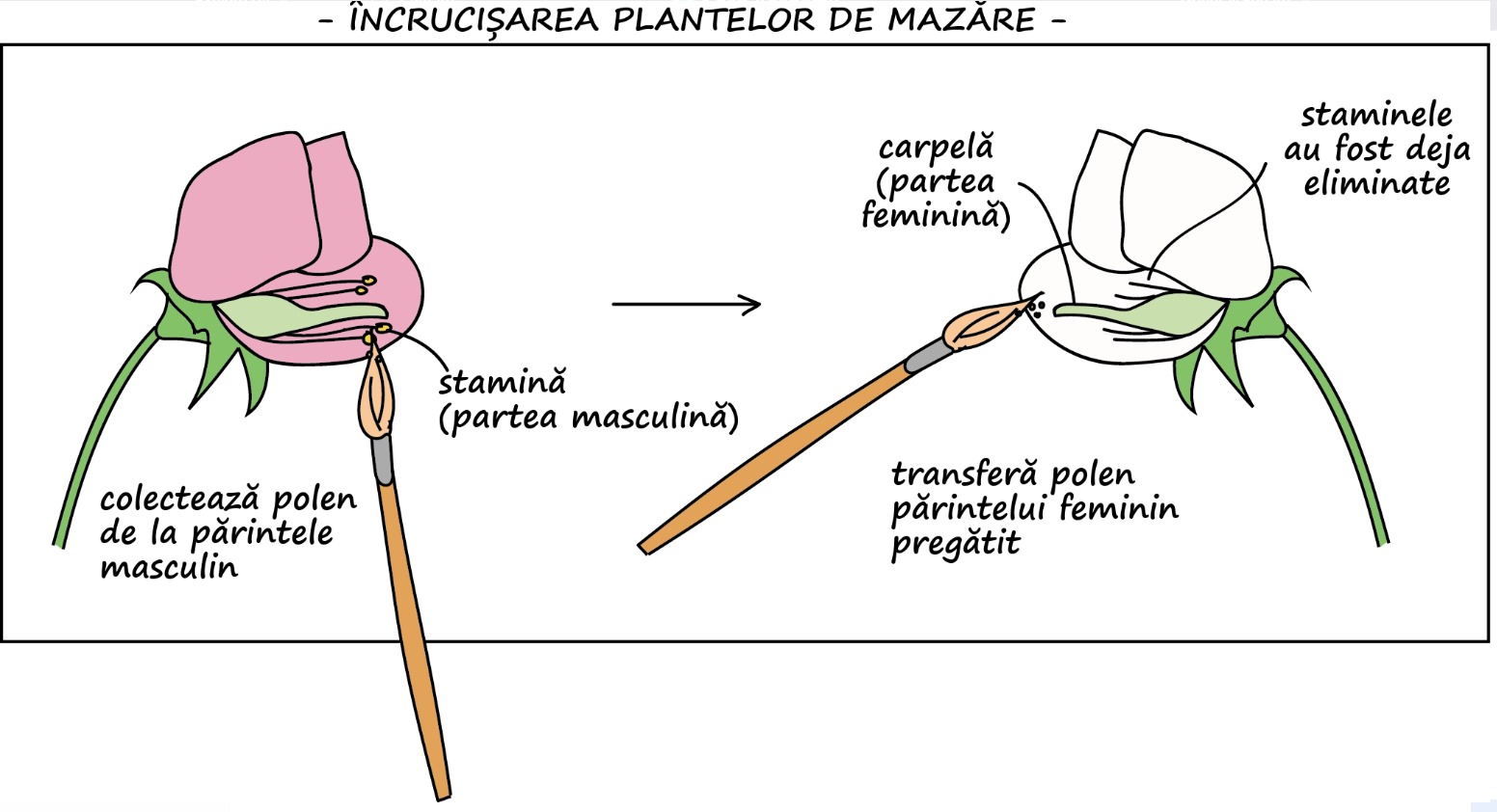 Schema monohibridării